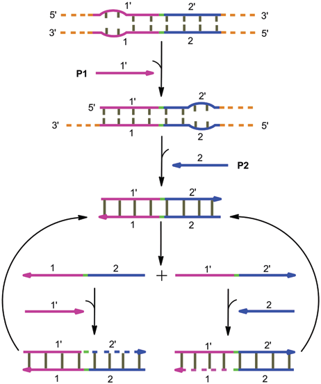 實(shí)驗原理示意圖