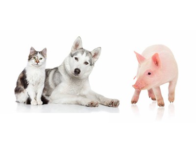 動(dòng)物疫病檢測系列